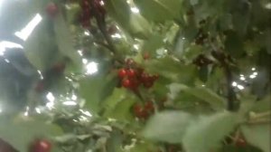 Чудо вишня -плодоношение.