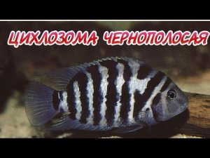 ЧЕРНОПОЛОСАЯ ЦИХЛОЗОМА.СОДЕРЖАНИЕ И РАЗВЕДЕНИЕ В АКВАРИУМЕ.