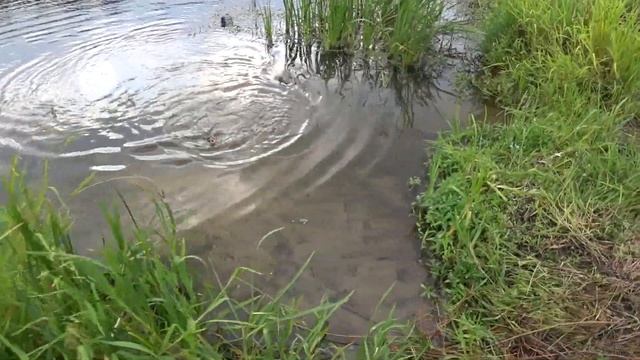 Рыбалка на тихой реке с дочкой Ловятся сазанчики и рыбцы на реке Быстрая Сосна смотреть онлайн