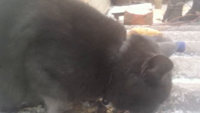 Серый кот ест кости смотреть онлайн