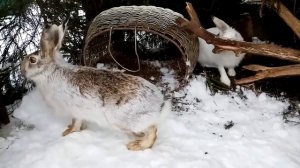 Русак и беляк. Сладкая парочка