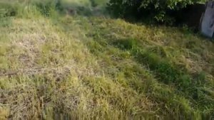 Окучивание картошки на Т-40