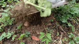 Как выкапывать борщевик
