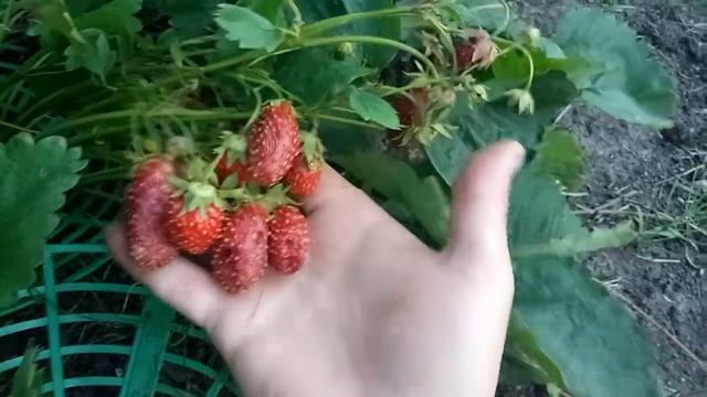 как определить Земклуника Купчиха