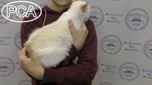 Бирманский кот ред-пойнт. Выставка кошек PCA on-line