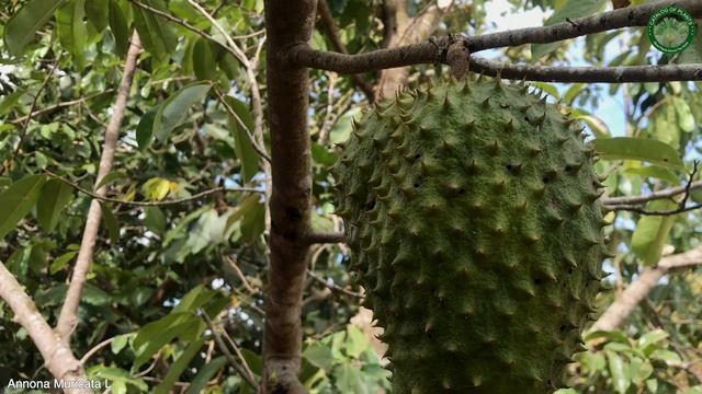 Annona Muricata L. | Fruit Shrubs & Trees | ?? Panama |