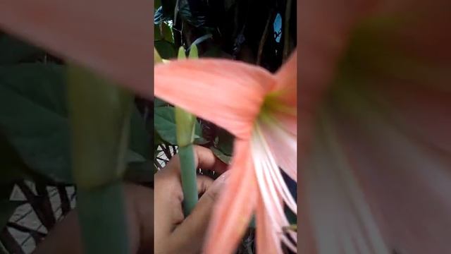 Jersey lilies (Amaryllis belladonna)