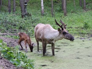 Лесные северные олени в Керженском заповеднике