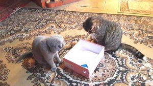 Наши котики Макс и Котя и кошка шотландка Ума.mp4