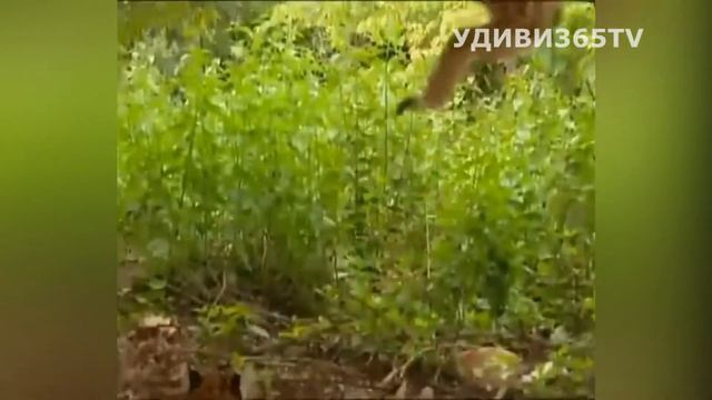 Обезьяна и тигры. Заплатит ли обезьяна за наглость?
