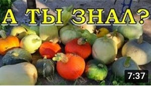КАК сохранить ОВОЩИ зимой? ??? Главные условия☝