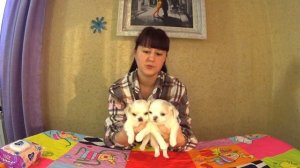 Обзор супер крутых длинношерстных #чихуахуа