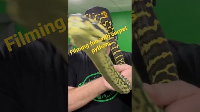 Jungle Carpet Pythons are SHOWOFFS?