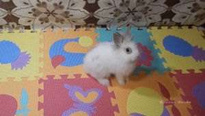 Дрессировка кролика командам "Ко мне", "Стойка", "Кружись". Часть 1 Training rabbit