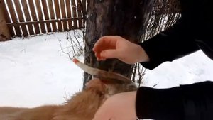 Как подпилить рога козлу. Легчалые козлы на 10-ый день.