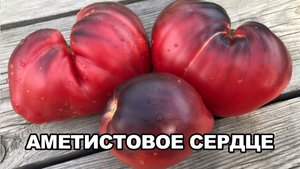 ?Томаты - новинки ? сезон 2022?.mp4