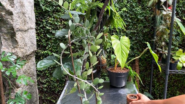 Xerosicyos Danguyi care and propagation (with updates!) смотреть онлайн