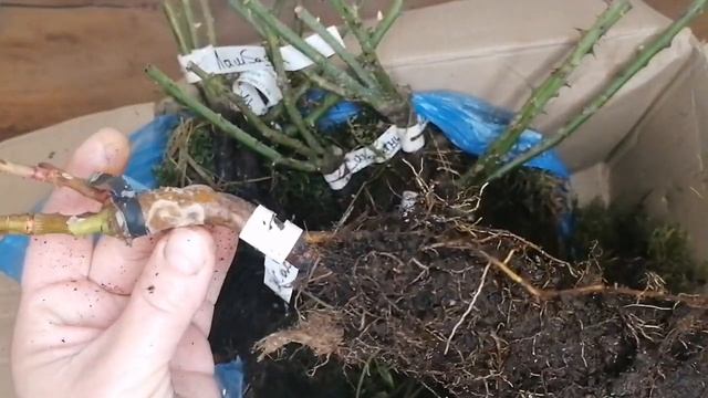 Обзор посылки с розами из питомника "Розы от Макса". #обзорпосылки #розы #уральскиерозы