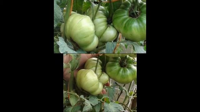 Томат сорт Эльфы смотреть онлайн