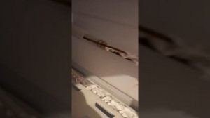 После ремонта холодильника появился треск. Подскажите что это?