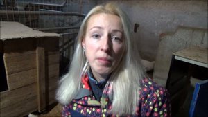 Разведение кур как бизнес. Породистые куры цена - бойцовые куры.