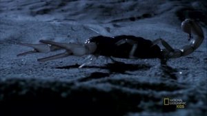 Удивительные животные: Скорпион