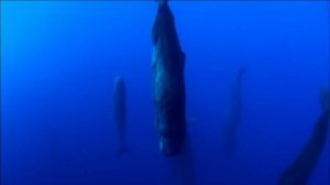 Как спит кашалот