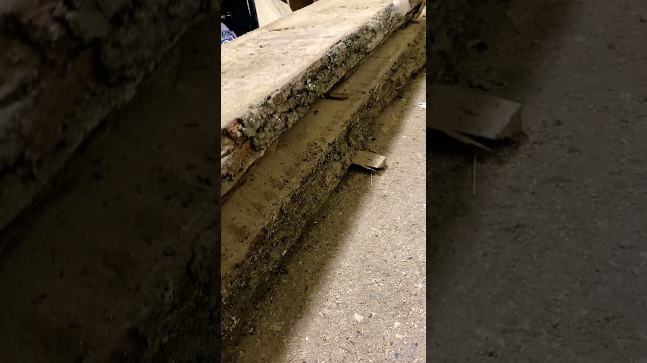 Дуб красавец! Для Вас! смотреть онлайн