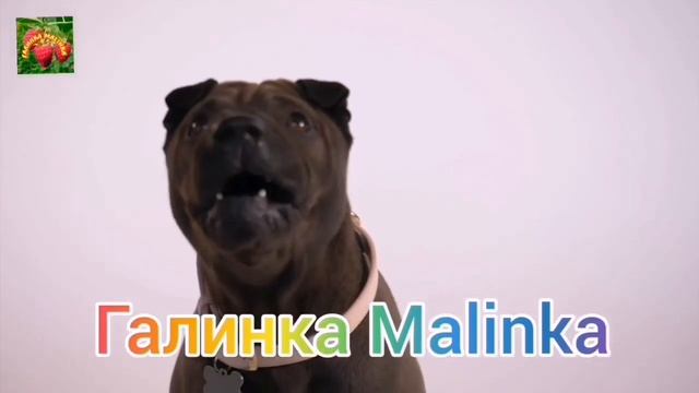 Мы родились в Сибири /Стыдно после позорного стрима /Обзор Влогов /Мы родились в Сибири life /