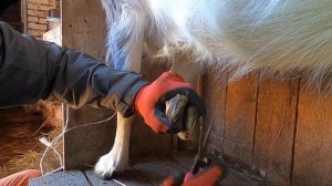 Как постричь козе копыта / За 5 МИНУТ / Обрезка и расчистка копыт козам / Быстро и Легко