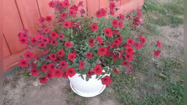 С Праздником!!!!🥰🥰🥰☺☺☺ смотреть онлайн