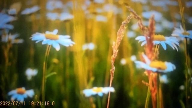 Сафар и УралоЧка - Вчера хохотали , сегодня прослезились смотреть онлайн