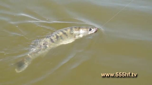 Судак на отводной поводок в августе. смотреть онлайн