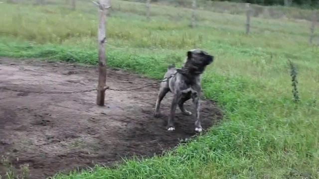 Мишаня обозначает: что тут кто то есть