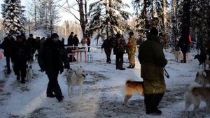 Кобели ЗСЛ младшие