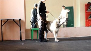 Среднеазиатская овчарка (алабай) Урсула первое занятие по защите
