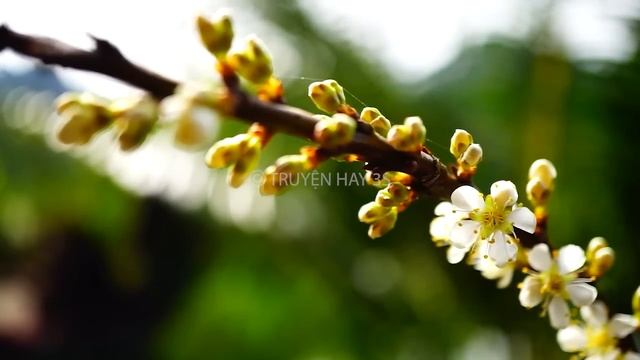 Đọc truyện ngôn tình Việt Nam: Bác sĩ truy tìm cô vợ nuôi từ bé
