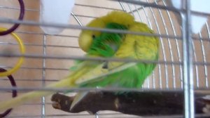 ЧЕМ ЗАНЯТ ПОПУГАЙ КОГДА ОН В КЛЕТКЕ / КАК ВОЛНИСТЫЙ ПОПУГАЙ ЗА СОБОЙ УХАЖИВАЕТ/зеленый попугайчик T