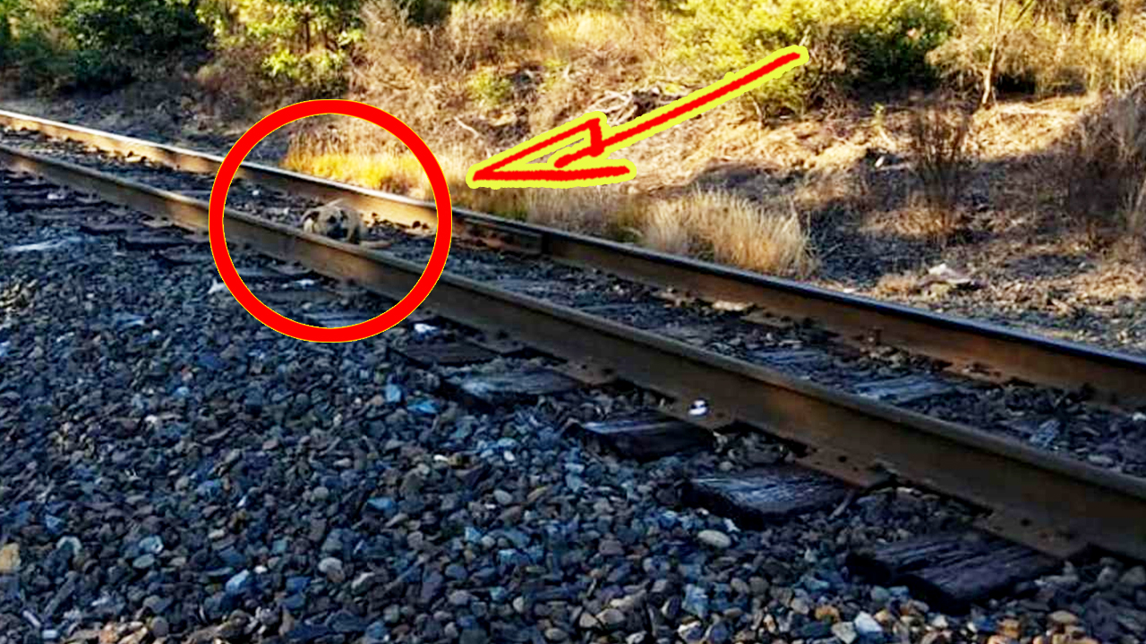 Пес был привязан к железнодорожным путям, а на горизонте уже виднелся приближающийся поезд смотреть онлайн