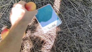 Сорт абрикоса "Ананасний"