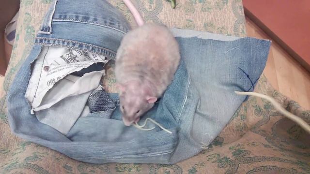 Ловля крыс на сыр (rat fishing) смотреть онлайн