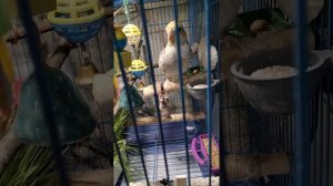 Птенец корелла распевается.