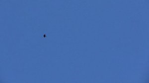 ВОроны летают высоко в небе