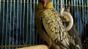 Попугаи Нимфа - Корелла скрепят (хрустят, щелкают) клювом.