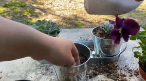 TABLE TOP SUCCULENT ARRAGEMENTS // METAL CONTAINER // FLOWER POTS // GARDEN ON A BUDGET // ECHEVERI