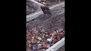 Лайфхак. Бетонная садовая дорожка