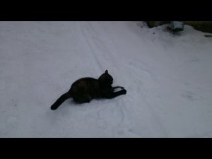 Мышка спряталась под подрясник