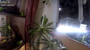 Комнатные цветы/Моя коллекция сансевьер/Обзор цветов 2019