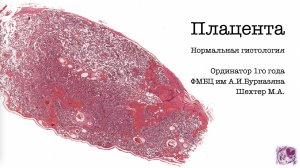 Плацента. Нормальная гистология