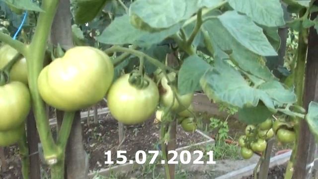 Томат Айкидо F1 розово-плодный гибрид среднего размера хорошего вкуса смотреть онлайн